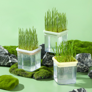 Kit de Cultivo Hidropónico de Hierba para Gatos, <span class=keywords><strong>Semillas</strong></span> de Hierba Gatera de Crecimiento Rápido sin Tierra, Plantas Seguras para Gatitos - Product Image 1