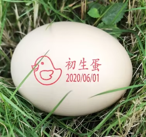 Nhà máy-thành lập tij máy in với 6 đầu in dễ dàng trứng đánh dấu máy cho mã hóa trứng trứng ngày máy in Máy in - Product Image 5