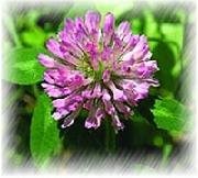 Extrait de Trifolium Pratense (Trèfle Rouge) en Gros pour Usines, Poudre Riche en Isoflavones pour Mélanges de Compléments Alimentaires