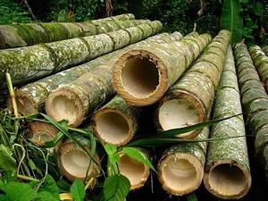 Buen Precio, Varas de Bambú Sólidas y Secas de Vietnam - Product Image 6