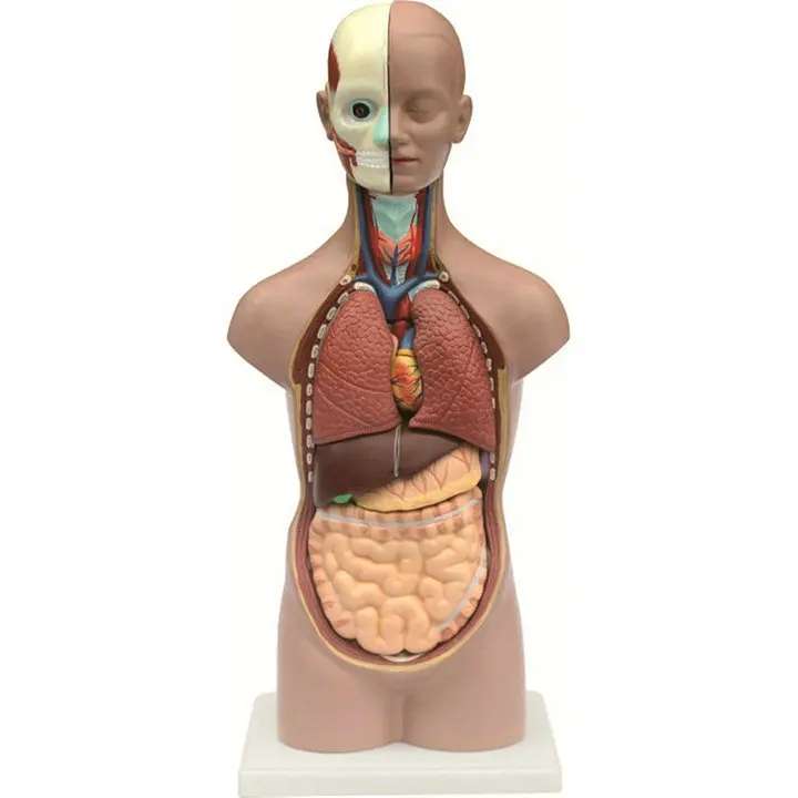 Torso humano de 45cm para hombre, modelo educativo de buena calidad