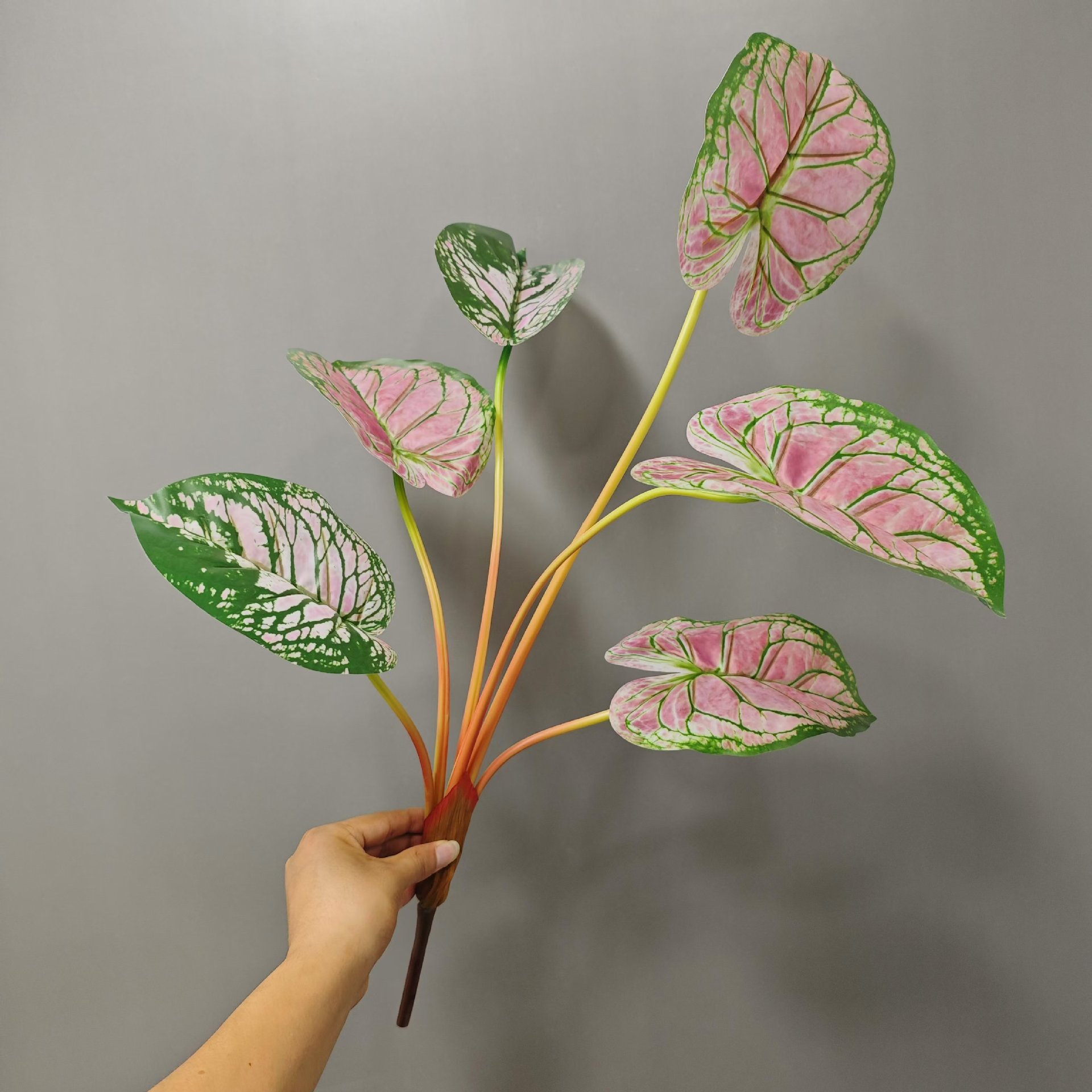 6 hojas 67cm manga Taro rosa