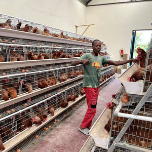 Nuevas Jaulas para Aves <span class=keywords><strong>de</strong></span> Corral Tipo Gallinas Ponedoras, Acero Galvanizado en Caliente, Capacidad para 90-160 Aves, Certificación ISO9001 - Product Image 6