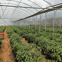 Serre Multispan à bas prix pour toutes sortes de plantes Serre personnalisée Cadre en acier galvanisé à chaud pour légumes