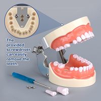 Modèle dentaire amovible à 32 dents avec tournevis, multifonctionnel, confortable et réutilisable pour l'enseignement et la formation dentaire