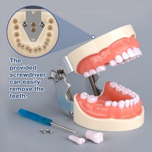 Removable 32 <b>Teeth</b> Dental Model with Screwdriver Multi-Functional Comfortable Reusable for Dental Teaching and Training - Product Image 3