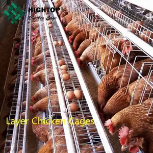 מכירה לוהטת סוג תרנגולות מטילות סוללה עופות ביצת חוות שכבה עוף כלוב לגאנה במחיר זול