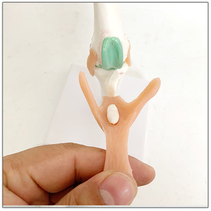 Modelo Anatómico de Rodilla Canina, Modelo de Enseñanza de Función de Ligamentos y Articulaciones <span class=keywords><strong>del</strong></span> <span class=keywords><strong>Esqueleto</strong></span> Canino - Product Image 3