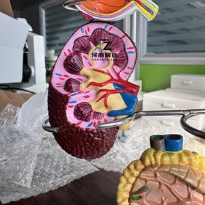 Haute qualité vente chaude <span class=keywords><strong>diabète</strong></span> formation médicale modèle d'enseignement cadeau <span class=keywords><strong>de</strong></span> décoration <span class=keywords><strong>de</strong></span> table - Product Image 3