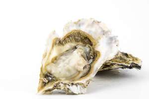 ผงเปลือกหอยนางรม 100% ผงเปลือกหอยนางรมเกรดอาหารธรรมชาติแคลเซียม - Product Image 3