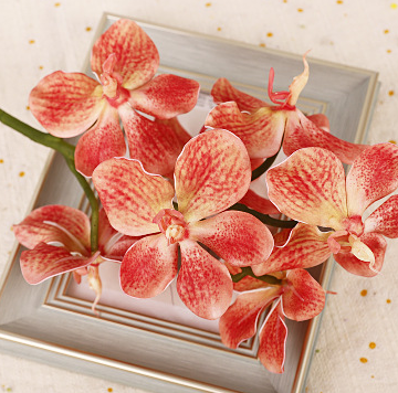 เนื้อสีชมพู