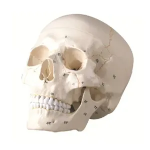 教学资源塑料头骨解剖医疗生命大小3部分与数字识别