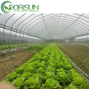 Équipement agricole Tomate à travée unique Tunnel haut à travée simple Maison verte Film plastique Serre à faible coût