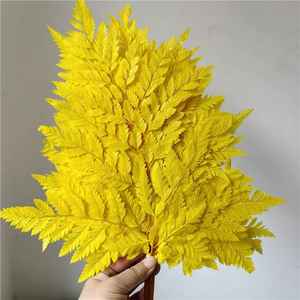 <span class=keywords><strong>Felce</strong></span> conservato naturale vera aracniodi bianco <span class=keywords><strong>cuoio</strong></span> <span class=keywords><strong>felce</strong></span> foglie fresche di <span class=keywords><strong>felce</strong></span> conservato fiori e piante - Product Image 6