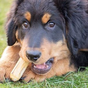 WINVN 100% doğal kahve ahşap sopa çevre dostu çiğnemek oyuncaklar köpekler için iyi diş temizleme yıkılmaz sıcak satış Vietnam - Product Image 3