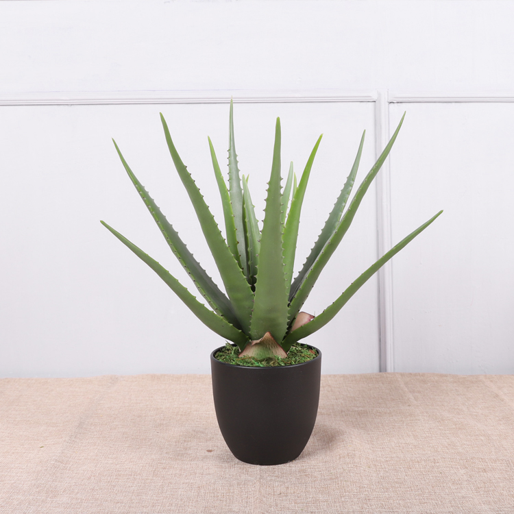 Aloé vera#147 cm