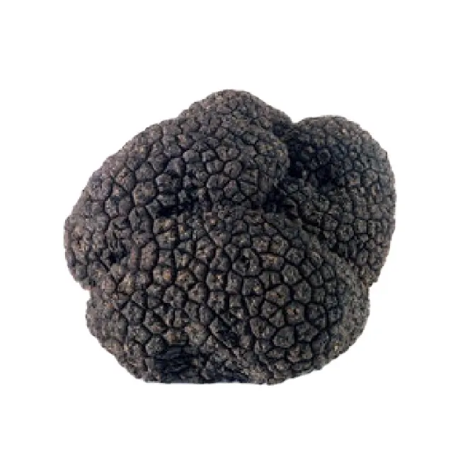 Detan Meilleure vente de truffes noires de Chine truffe du yunnan de la meilleure qualité