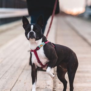 <span class=keywords><strong>Collar</strong></span> de silicona suave para perros, funda de etiquetas de aire para mascotas, Etiqueta de perro de metal de silicona barata personalizada