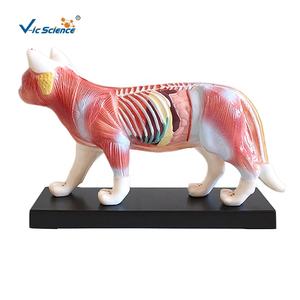 Educatief model van een kat, acupunctuurmodel van een kat, skeletmodel van een kat voor acupunctuur - Product Image 1