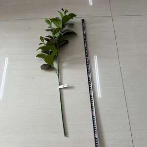 ใบเพเปอโรเมียเทียม3สาขาปรับแต่งสไตล์และการตั้งค่าต่างๆได้ตามต้องการ - Product Image 3