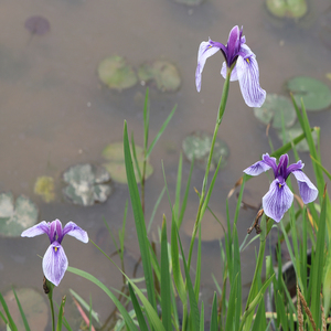 Iris-I.ensata japonaise 'Dewa No Sato'-une <span class=keywords><strong>plante</strong></span> aquatique adaptée aux serres de l'étang de jardin-Iris <span class=keywords><strong>japonais</strong></span> - Product Image 5