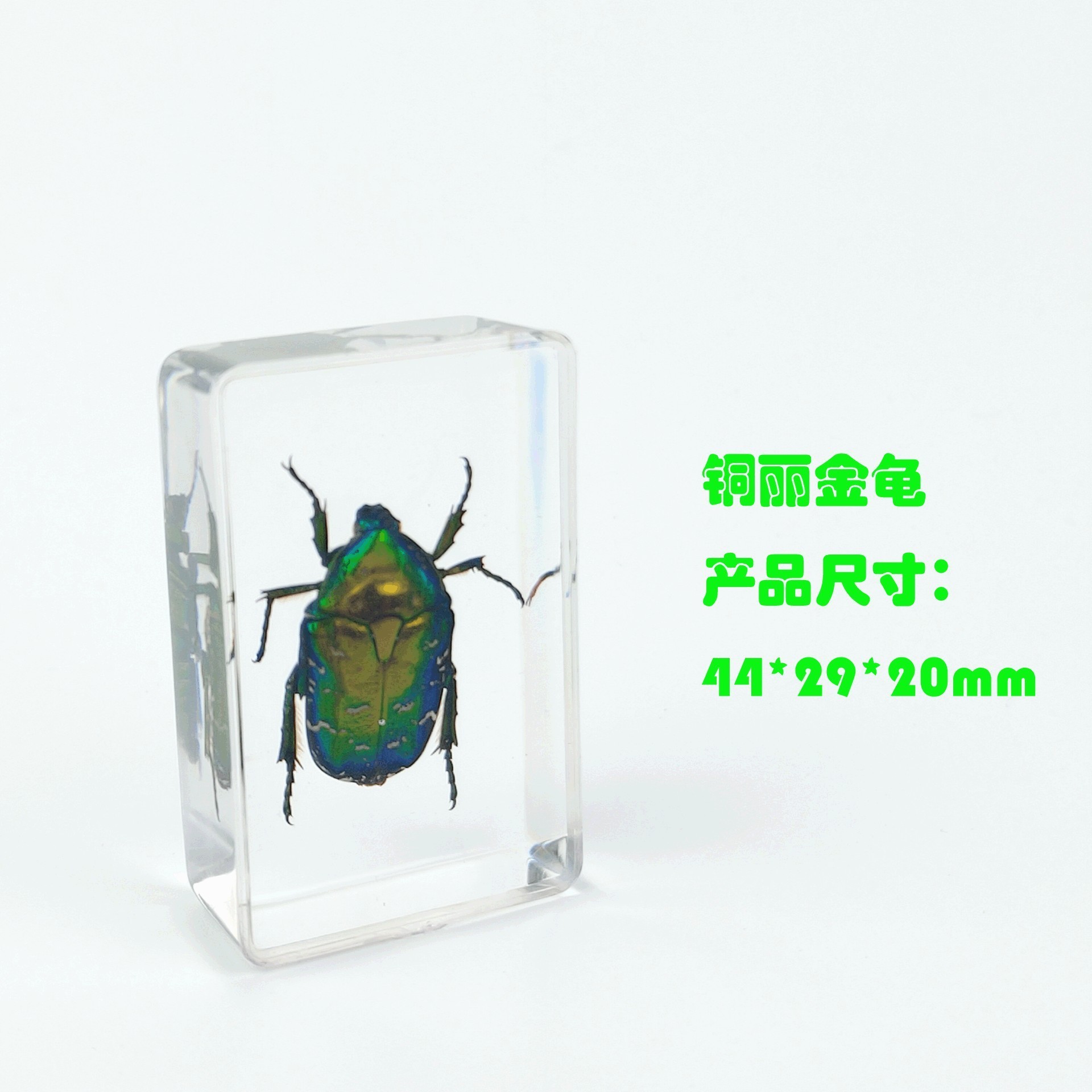 Sp copper-blue jewel beetle-442916mm