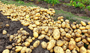 ปุ๋ยอินทรีย์ NPK ละลายน้ำได้ ง่ายต่อการดูดซึม เป็นมิตรต่อสิ่งแวดล้อมและปลอดภัย เหมาะสำหรับผักใบเขียว - Product Image 6