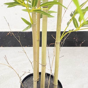 Bambou artificiel vert en <span class=keywords><strong>pot</strong></span>, grande décoration d'intérieur, Bambou porte-bonheur, Bonsaï à 4 tiges, style chinois doré, plante paysagère - Product Image 3