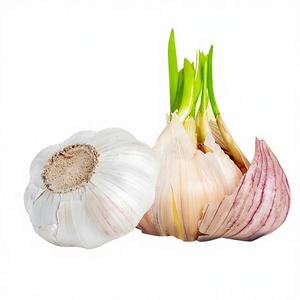 <span class=keywords><strong>Poudre</strong></span> d'extrait d'<span class=keywords><strong>ail</strong></span> à haute teneur et haute pureté, qualité alimentaire, forte odeur d'<span class=keywords><strong>ail</strong></span> - Product Image 6