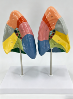 Modelo Anatómico de Segmentos Pulmonares Humanos con Código de Color SCIEDU, Estructura Pulmonar de Tamaño Real, Ayuda Didáctica para el Estudio Médico en el Aula