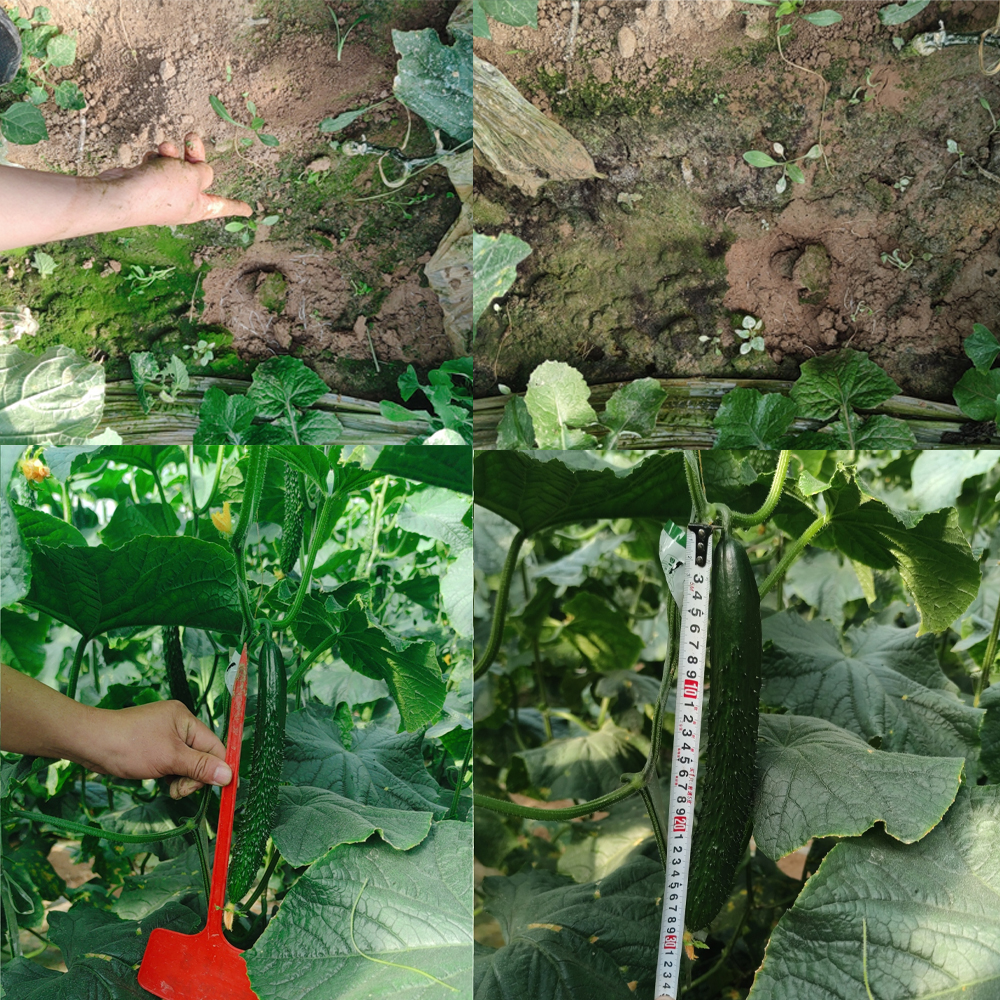 NPK 15-15-15 Water Soluble Fertilizer Manufacturer China image 2