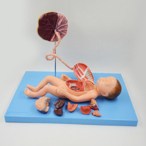 Modell des fetalen Kreislaufs ystems mit 13 viszeralen Teilen-Vollzeit-Demonstration der fetalen Anatomie - Product Image 3
