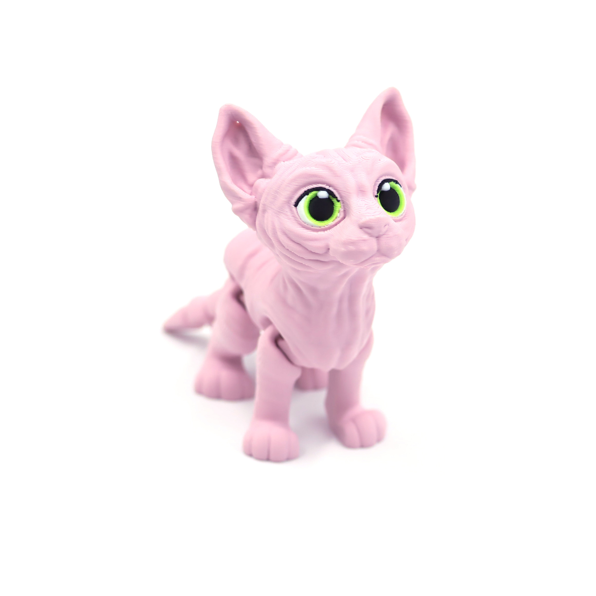 Sphynx cat - pink and multicolored