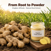Extracto de Raíz de Jengibre Orgánico USDA en Polvo, Grado Alimenticio, Extracto Natural de Jengibre, Ingrediente para Suplementos, Proveedor Mayorista a Granel