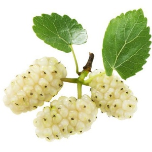 ผงมัลเบอร์รี่สีขาวเกรดเครื่องสำอางออร์แกนิคจากธรรมชาติ - Product Image 3