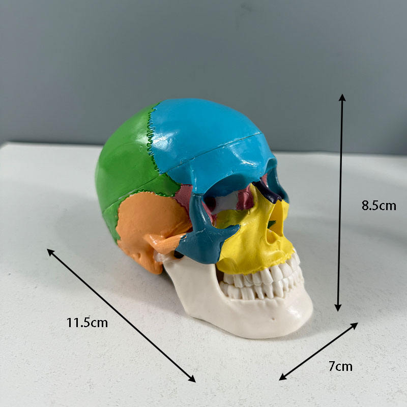 Modelo de calavera pequeña de color.