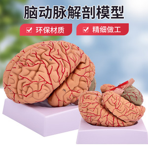 Modèle authentique d'anatomie du cerveau humain avec 9 parties détachables, y compris les ventouses et la neurologie. - Product Image 2
