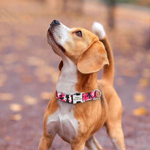 Dog Collar Camouflage Pink Personalized Engraved Semi Metal Buckle Medium Size Fashion Pet Accessory - Product Image 1