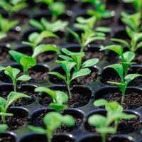 Bibit Tanaman Sayuran, Perkecambahan, Perbanyakan, dan Pot Bunga Sukulen 72E Hitam, Baki Semai Plastik untuk Bibit