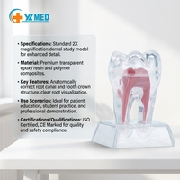 Boîte de dents artificielles standard pour la pratique dentaire des étudiants, dents naturelles agrandies, CE/ISO