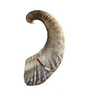 Shofar de Cuerno de Carnero Natural Genuino, Instrumento de Cuerno Crudo Hecho a Mano, Cuerno Musical Religioso Tradicional, Tacto Real de Animal, Alta Calidad - Product Image 5