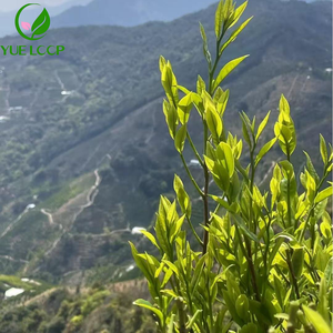 Hot Selling Bulk Arabic Script Health <strong>Tea</strong> New High Quality Organic Slimming Green <strong>Tea</strong> Leaves in Bag - Product Image 6