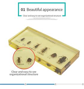 Escarabajo que camina, abeja de miel, avispa de patas largas envainada corta, lombriz de tierra, abejorro, seis tipos de especímenes de insectos beneficiosos - Product Image 6