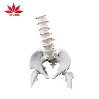 Modelo Anatómico Médico de Columna Vertebral Humana de Tamaño Real (85 cm) con Pelvis, Fémur y Nervio