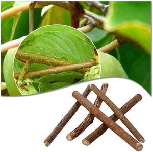 Bâtonnets à Mâcher en Bois Naturel Écologiques avec Catnip Biologique pour Jouets à Mâcher pour Chatons et Santé Dentaire - Product Image 3