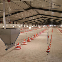 Équipement avicole pour l'élevage de poulets de chair : Mangeoires automatiques pour poulets de chair, Cage pour poulets de chair