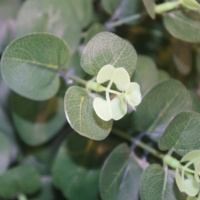 Penjualan Panas Daun Eucalyptus Buatan Tangan Batang Tanaman Hijau Aksesoris Bunga Tahan Lama untuk Natal Tahun Baru Imlek