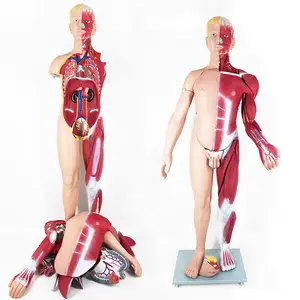 जीवन आकार पूर्ण शरीर मानव शरीर की मांसपेशियों के लिए धड़ संरचनात्मक मॉडल चिकित्सा शिक्षण