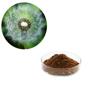 Hoge Kwaliteit Poedervormige Herba Taraxaci Paardenbloem Wortel Extract