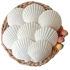 Decorazioni di nozze di natale decorazioni di conchiglia naturale ornamenti alla rinfusa per gli organizzatori di eventi guscio bianco puro - Product Image 1